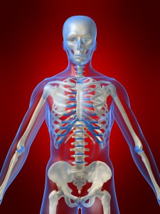 oberkrper eines menschlichen skeletts