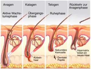 Wachstumsphase.Haarausfall.Nachlassende Haarpracht