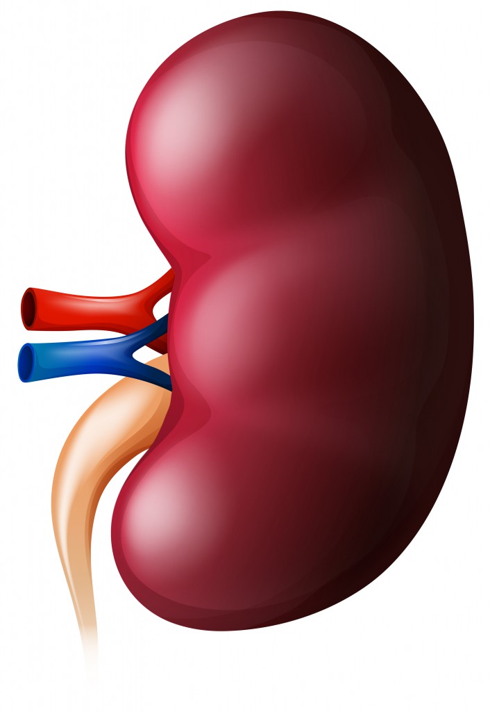 Die Nieren (Bild: blueringmedia /fotolia)