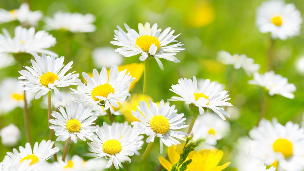 Ein Tee mit Gänseblümchen hilft von innen heraus bei Unreinheiten und fettiger Haut. (Bild: Floydine/fotolia.com)