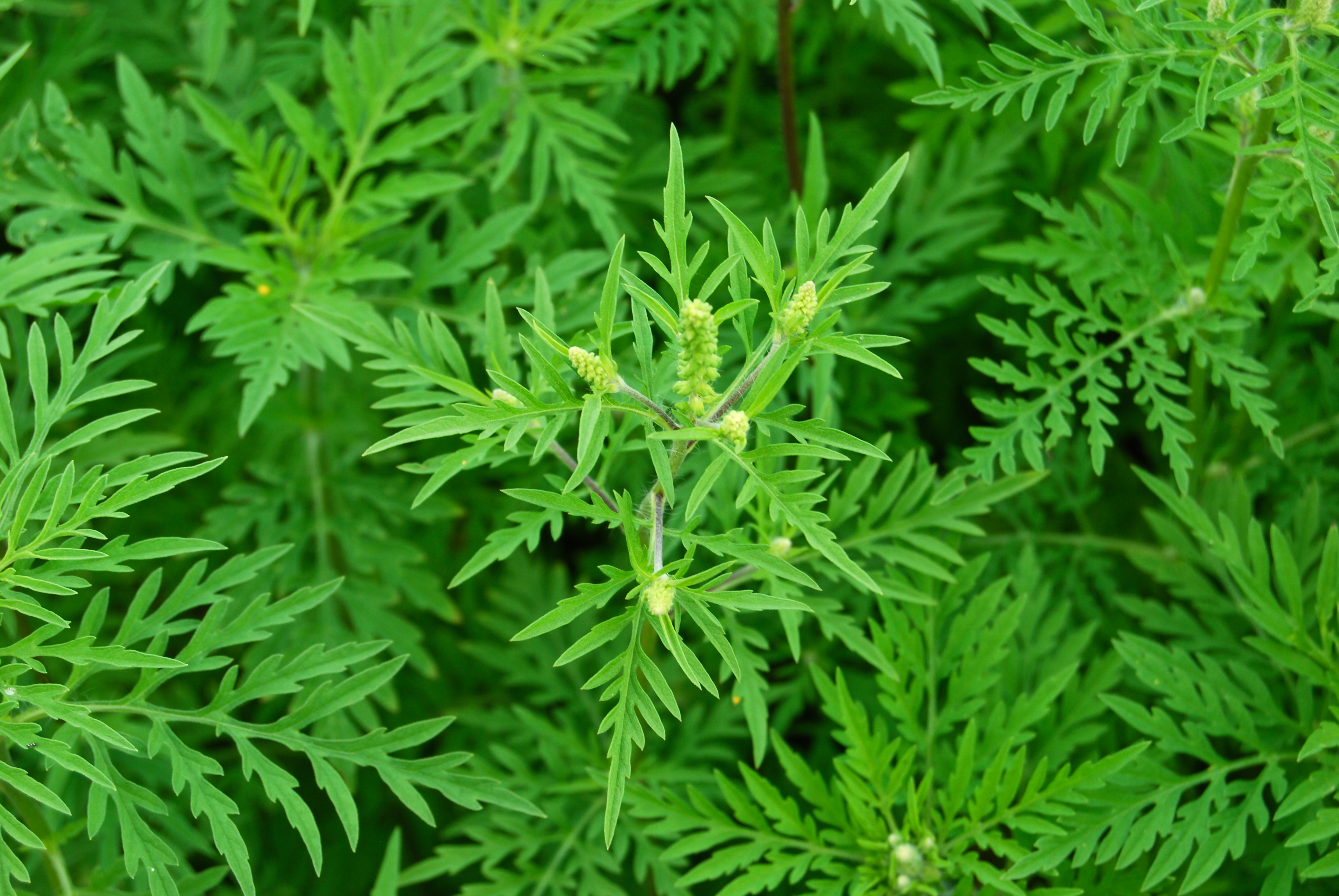 Starke Ausbreitung der allergenen AmbrosiaPflanze
