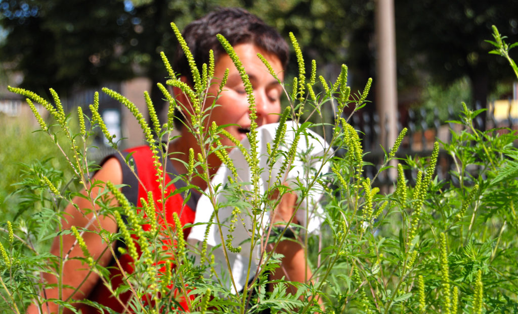 Mit Beginn der Ambrosia-Blüte zeigen viele Heuschnupfen-Patienten verstärkte Beschwerden. (Bild: stadelpeter/fotolia.com)