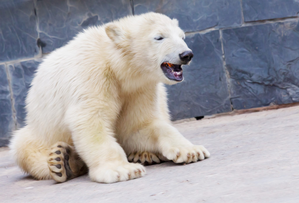 Die Todesursache des Eisbären Knut war eine spezielle Autoimmunerkrankung. (Bild: Hüttenhölscher/fotolia.com)