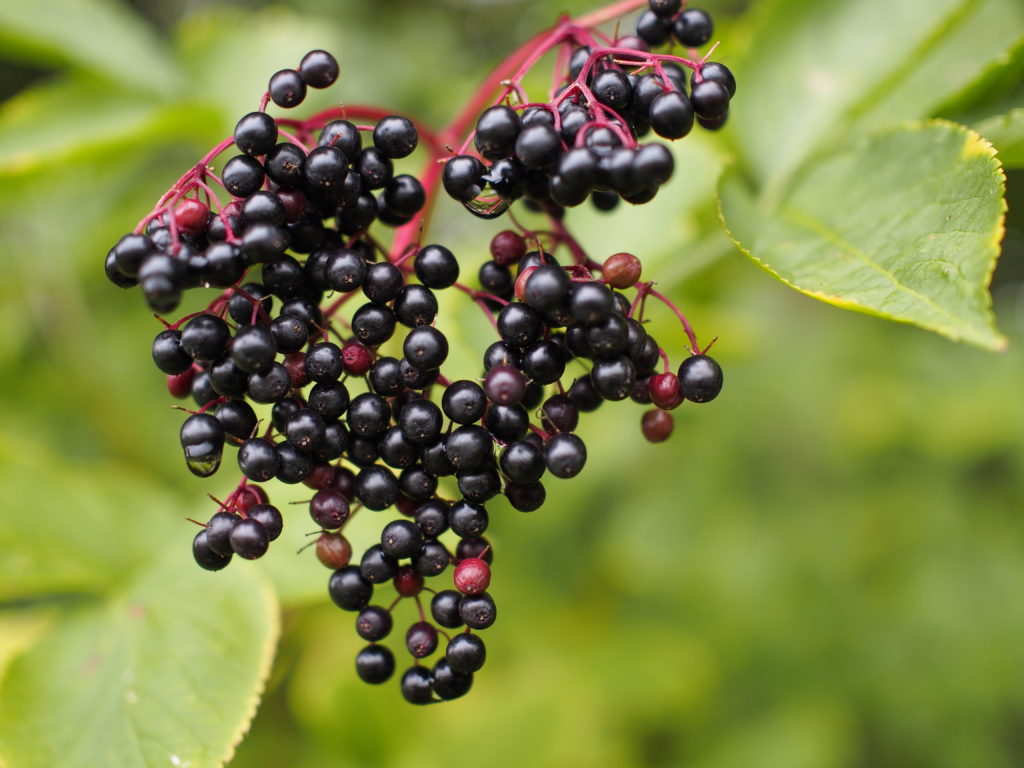 Schwarzer Holunder ist eine regelrechte Vitaminbombe. (Bild: Glaser/fotolia.com)