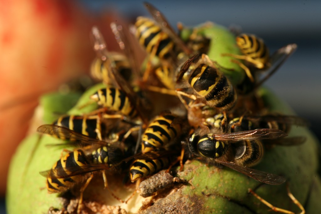 Wespenplage: Immer mehr Klinikbehandlungen wegen Insektenstichen. Bild: Martina Berg - fotolia
