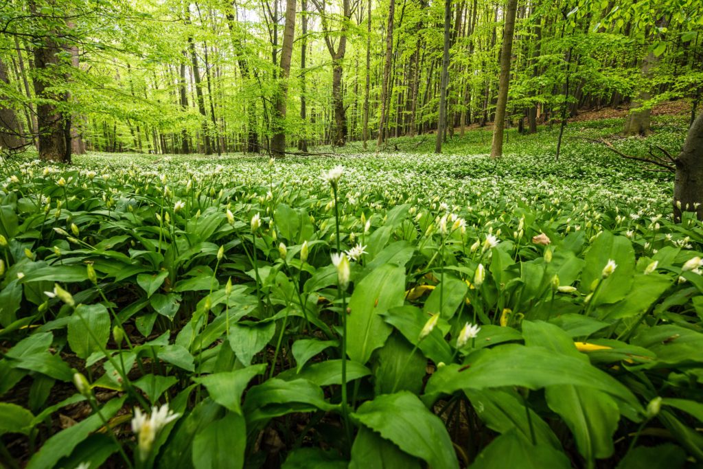 Bärlauch kann vielerorts in der freien Natur geerntet werden. (Bild: ferkelraggae/fotolia.com)