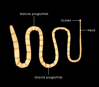 Can Roundworms Go From Cat To Dog Can Roundworms Go From Cat To Dog