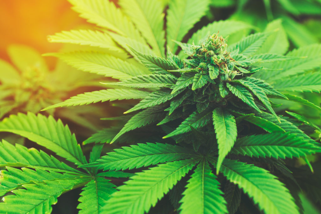 Die meisten Menschen werden Marihuana nur als ein Rauschmittel kennen. Es gibt allerdings auch Medikamente, die auf der Pflanze basieren. Forscher fanden jetzt heraus, dass solch ein Medikament hilft, Anfälle bei Epilepsie zu reduzieren. (Bild: EpicStockMedia/fotolia.com)