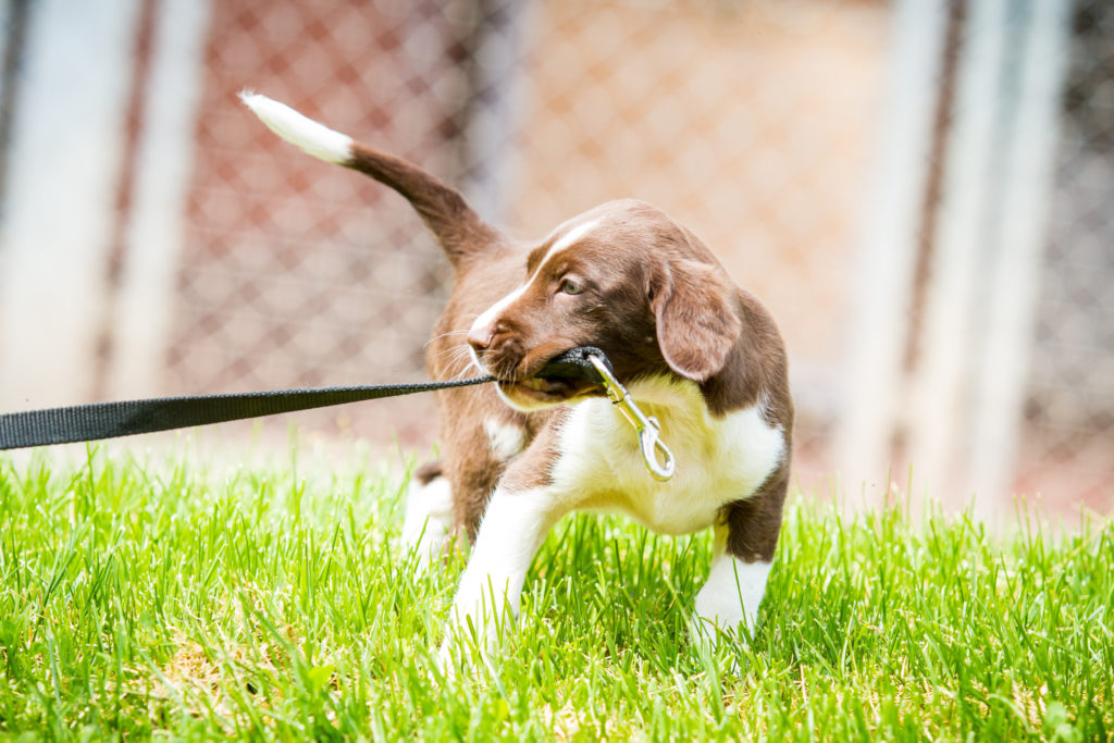 Mit dem Hund spielen macht Halter und Vierbeiner Spaß. Experten raten allerdings von sogenannten Zerrspielen mit Welpen und jungen Hunden ab. Dabei könnten die Zähne der Tiere Schaden nehmen. (Bild: hemlep/fotolia.com)