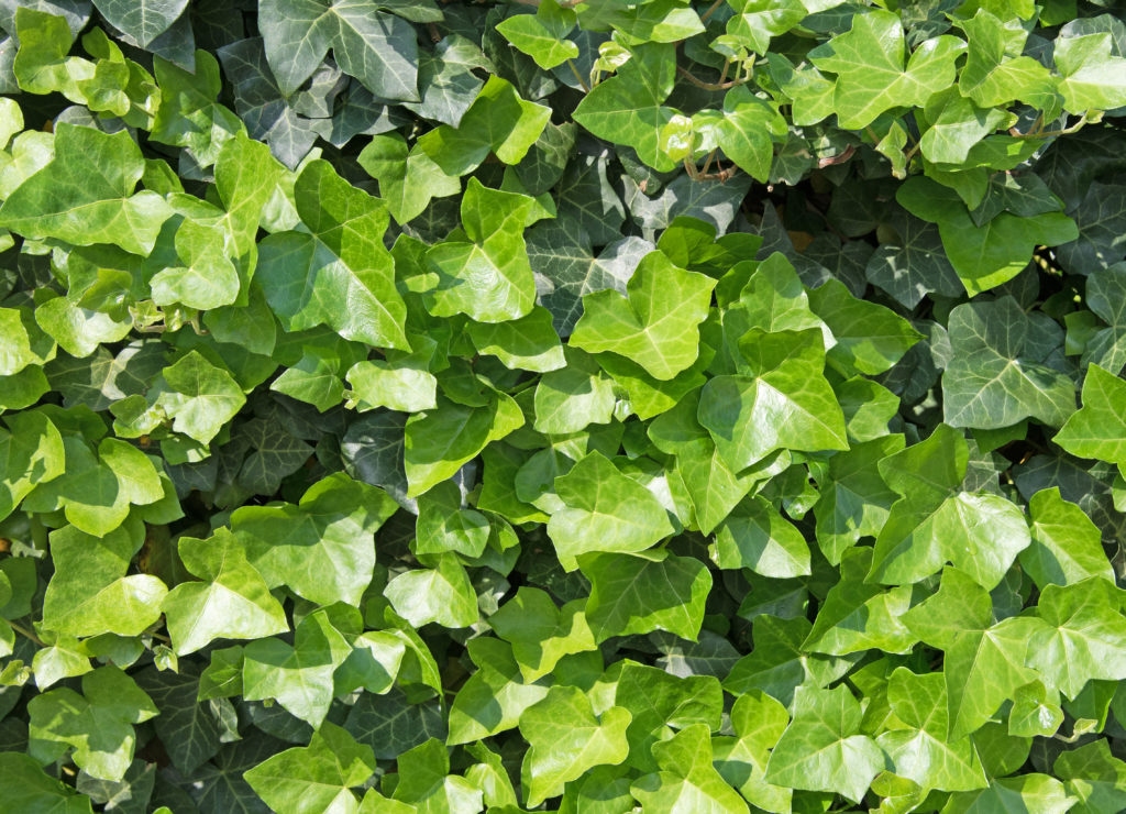 Efeu - Studie stellt Hilfe bei Husten fest. Bild: M. Schuppich - fotolia