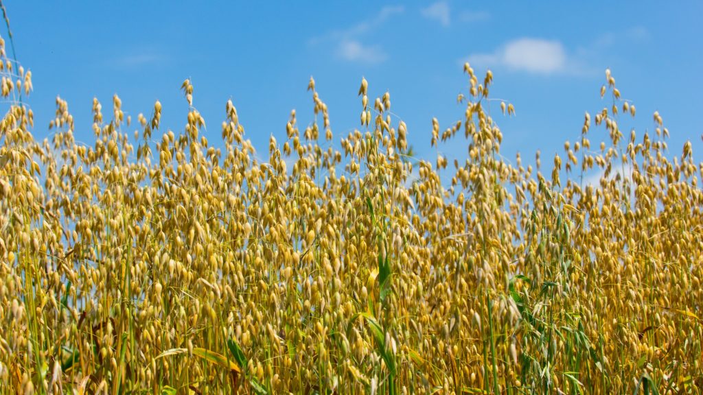 Der Saathafer wurde zur Arzneipflanze des Jahres 2017 gekürt. Das Getreide kann unter anderem zur Behandlung von Magen-Darm-Erkrankungen eingesetzt werden. (Bild: naturenow/fotolia.com)