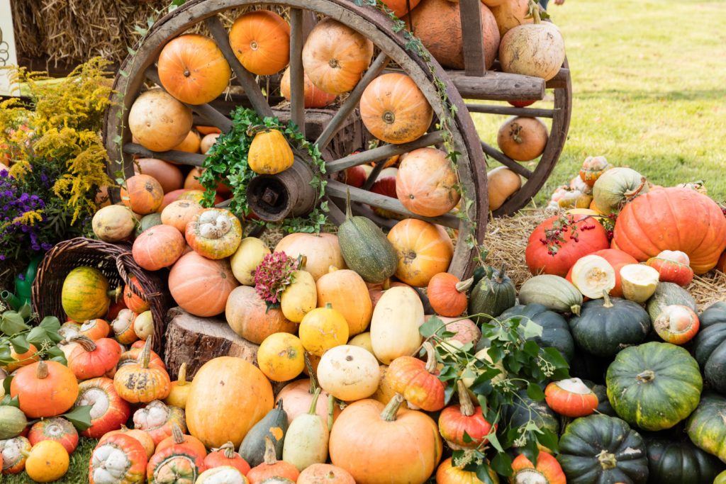 Im Herbst haben Kürbisse Hochsaison. Neben dem Hokkaido gibt es viele weitere Sorten, aus denen sich leckere Gerichte zaubern lassen. Auch der Gesundheit tut man damit Gutes. (Bild: Christian Schwier/fotolia.com)