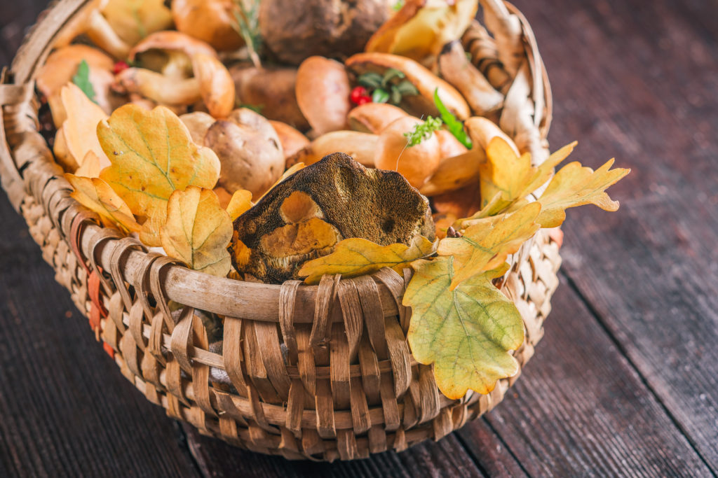 Viele Pilze sind nicht essbar und sogar lebensgefährlich. Bild: invizbk - fotolia
