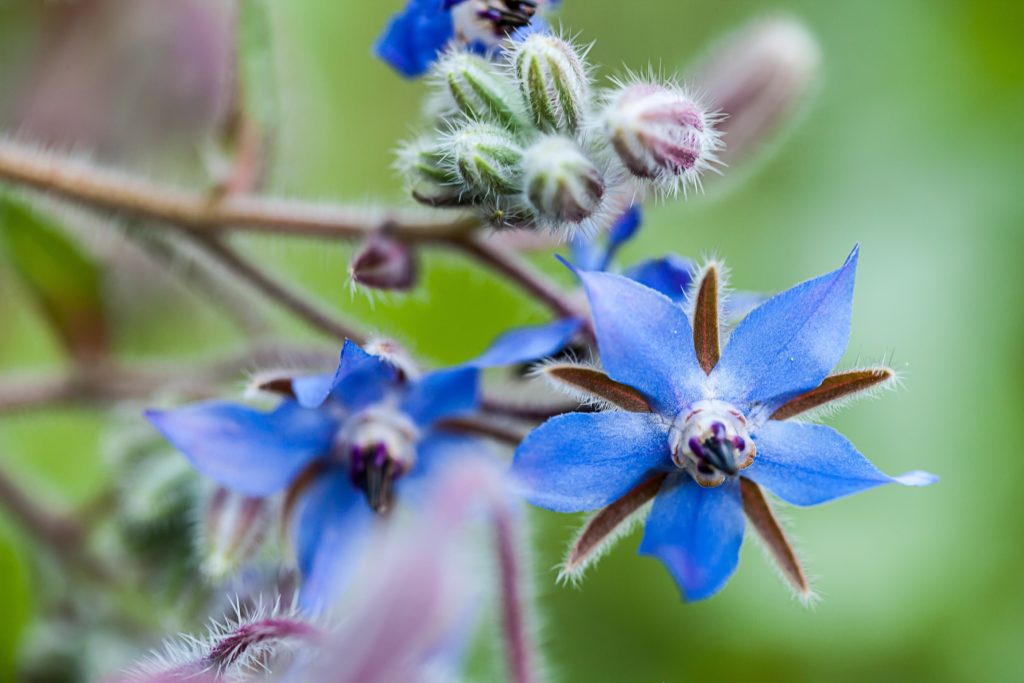 Borretsch schmeckt leicht nach Gurke und wird auch "Gurkenkraut" genannt. Die Heilpflanze hat eine positive Wirkung auf die Gesundheit und hilft unter anderem gegen Husten. (Bild: Pixelrohkost/fotolia.com)