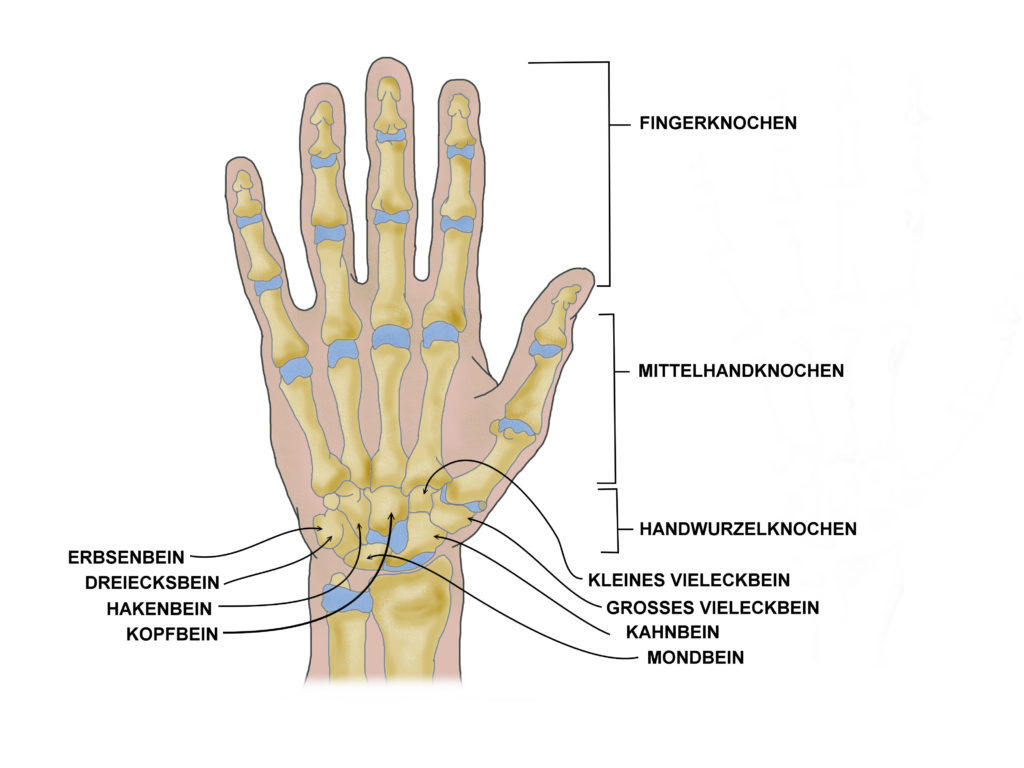 Nekrosen können theoretisch an sämtlichen Hand- und Fingerknochen auftreten. Eine Spezielle Form ist die aseptische Kahnbeinnekrose, welche auch als Morbus Preiser bezeichnet wird. (Bild: elvira gerecht/fotolia.com)