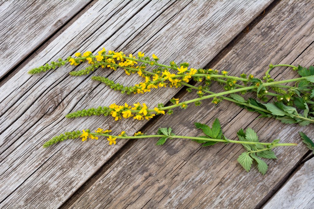 Tee aus Odermennig kann zum Gurgeln bei einer Rachenentzündung verwendet werden, aber auch Salbeitee zeigt hier eine äußerst positive Wirkung. (Bild: popov_ariel/fotolia.com)