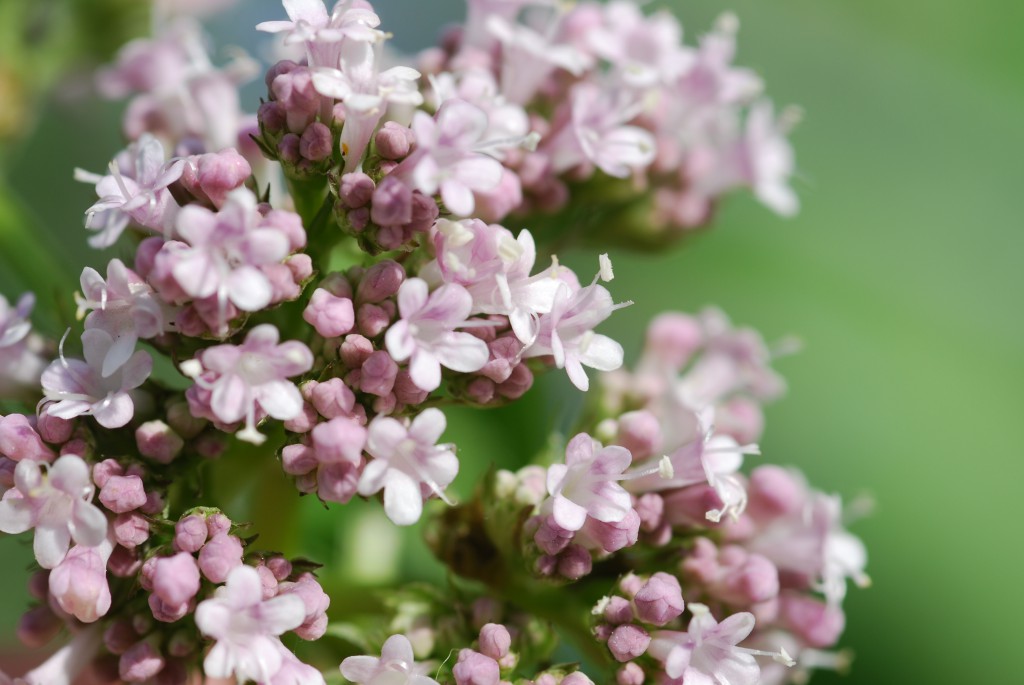 Baldrian enthält wichtige Wirkstoffe für die Naturheilkunde. (Bild: petrabarz/fotolia)