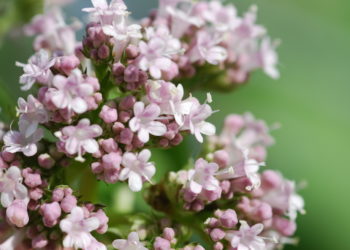 Baldrian enthält wichtige Wirkstoffe für die Naturheilkunde. (Bild: petrabarz/fotolia)