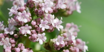 Baldrian enthält wichtige Wirkstoffe für die Naturheilkunde. (Bild: petrabarz/fotolia)