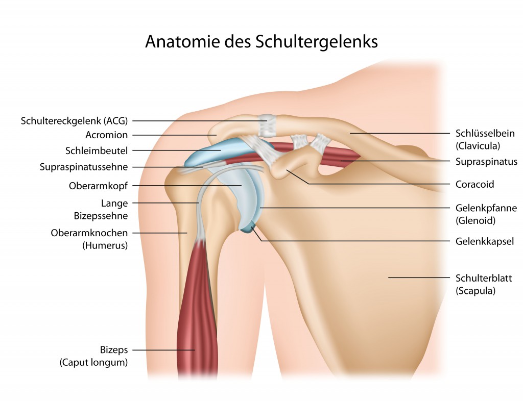 Schmerzen linker schulterblatt Schmerzen von