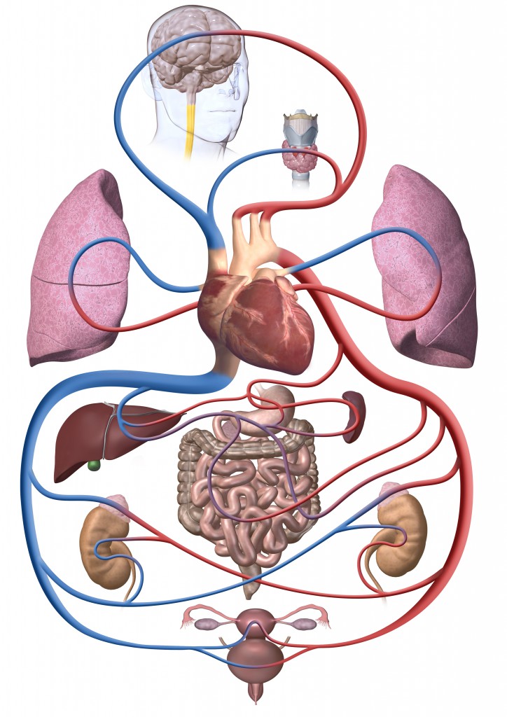 Schematische Darstellung des Blutkreislaufs, welches die Versorgung der Organe mit Blut zeigt