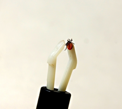 Symptome lyme Symptome lyme