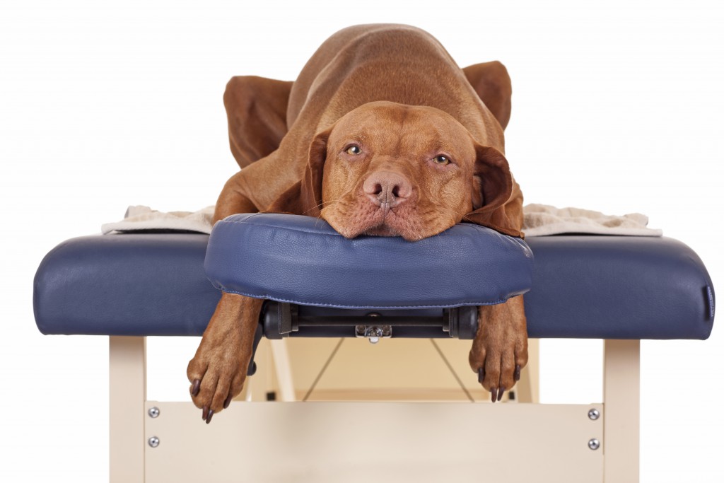 Hundeosteopathie: Die Osteopathie für den Hund. Bild: Quasarphoto/fotolia)