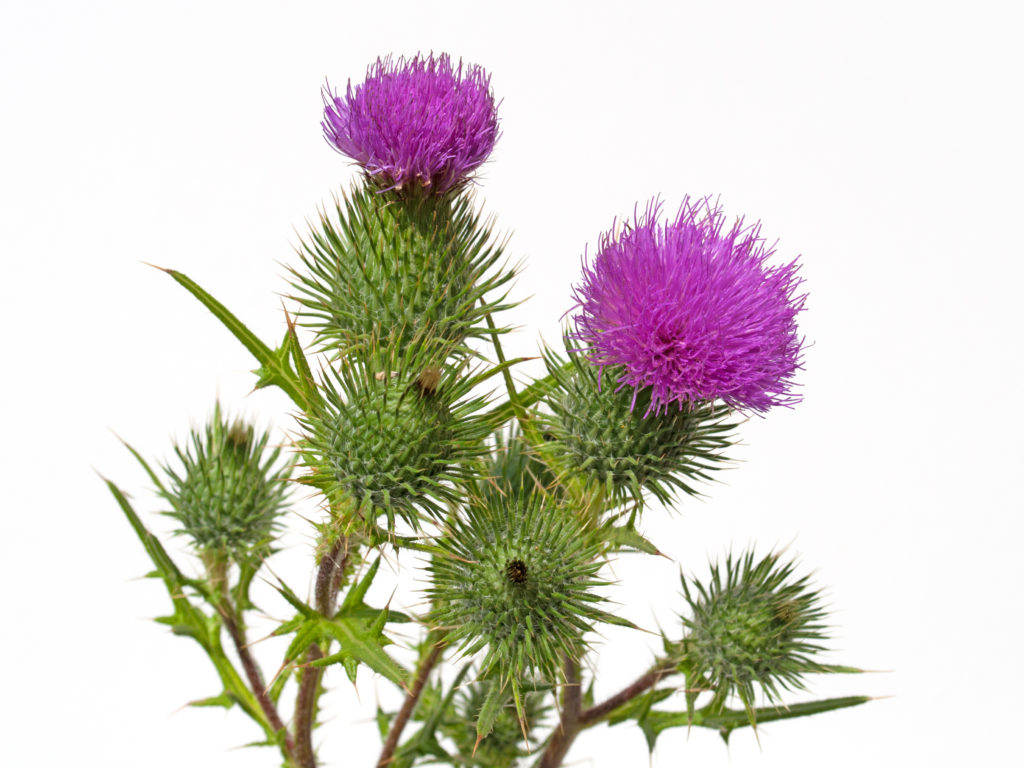 Mariendistel