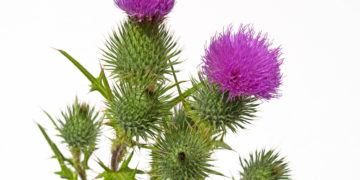 Die Mariendistel ist ein bewährtes natürliches Hausmittel zum Entgiften der Leber. (Bild: M. Schuppich/stock.adobe.com)