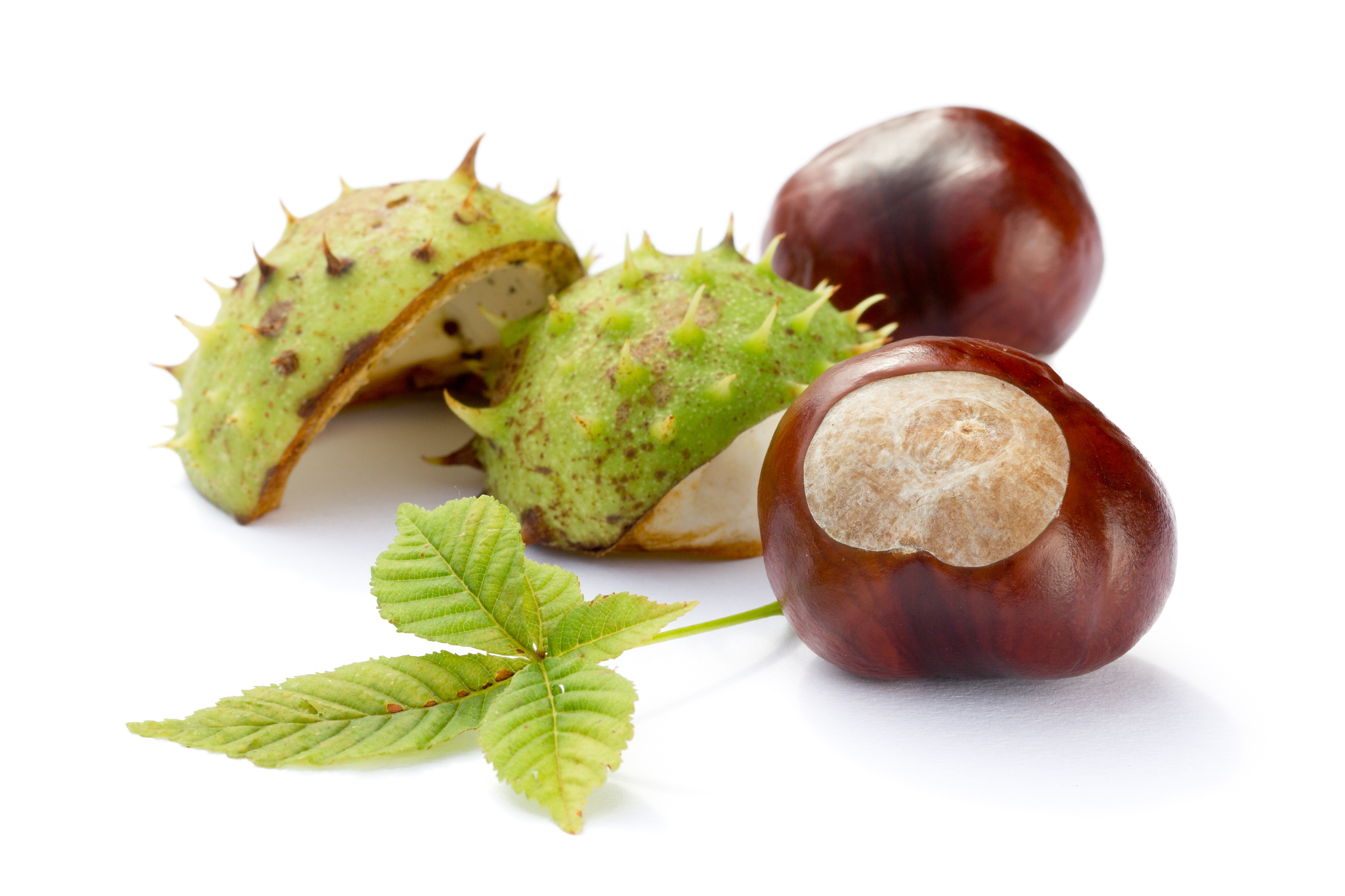 Chestnut X Lite Купить