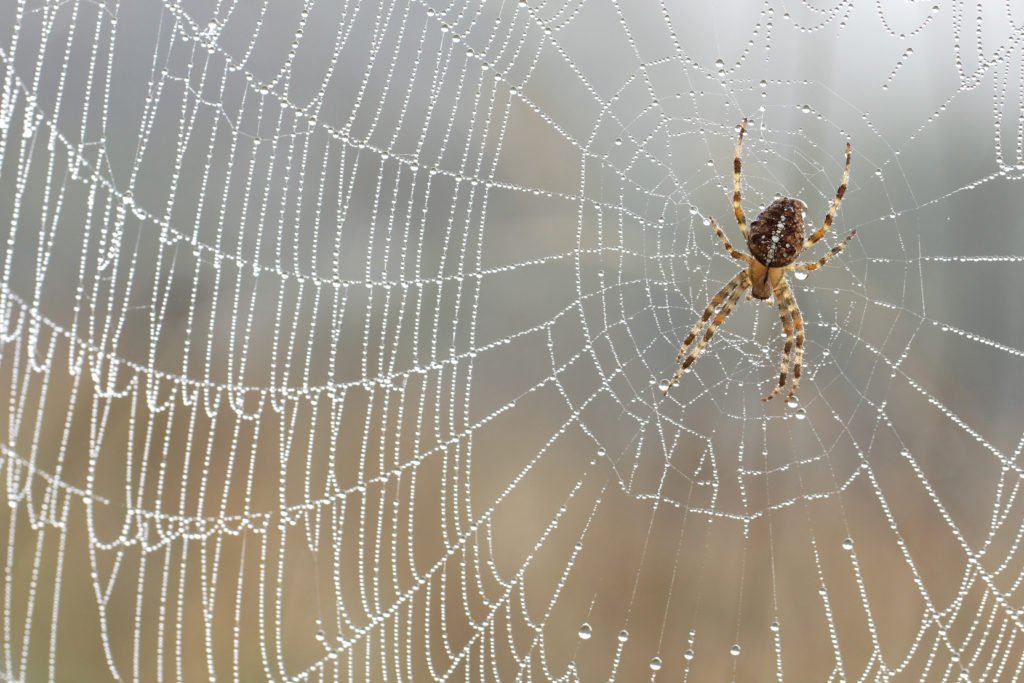 Der Anblick von Spinnen versetzt manche Menschen in regelrechte Panik, die auch körperliche Symptome mit sich bringen kann. (Bild: butterfly-photos.org/fotolia.com)