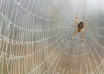 Der Anblick von Spinnen versetz manche Menschen in regelrechte Panick, die auch körperliche Symptome mit sich bringen kann. (Bild: butterfly-photos.org/fotolia.com)