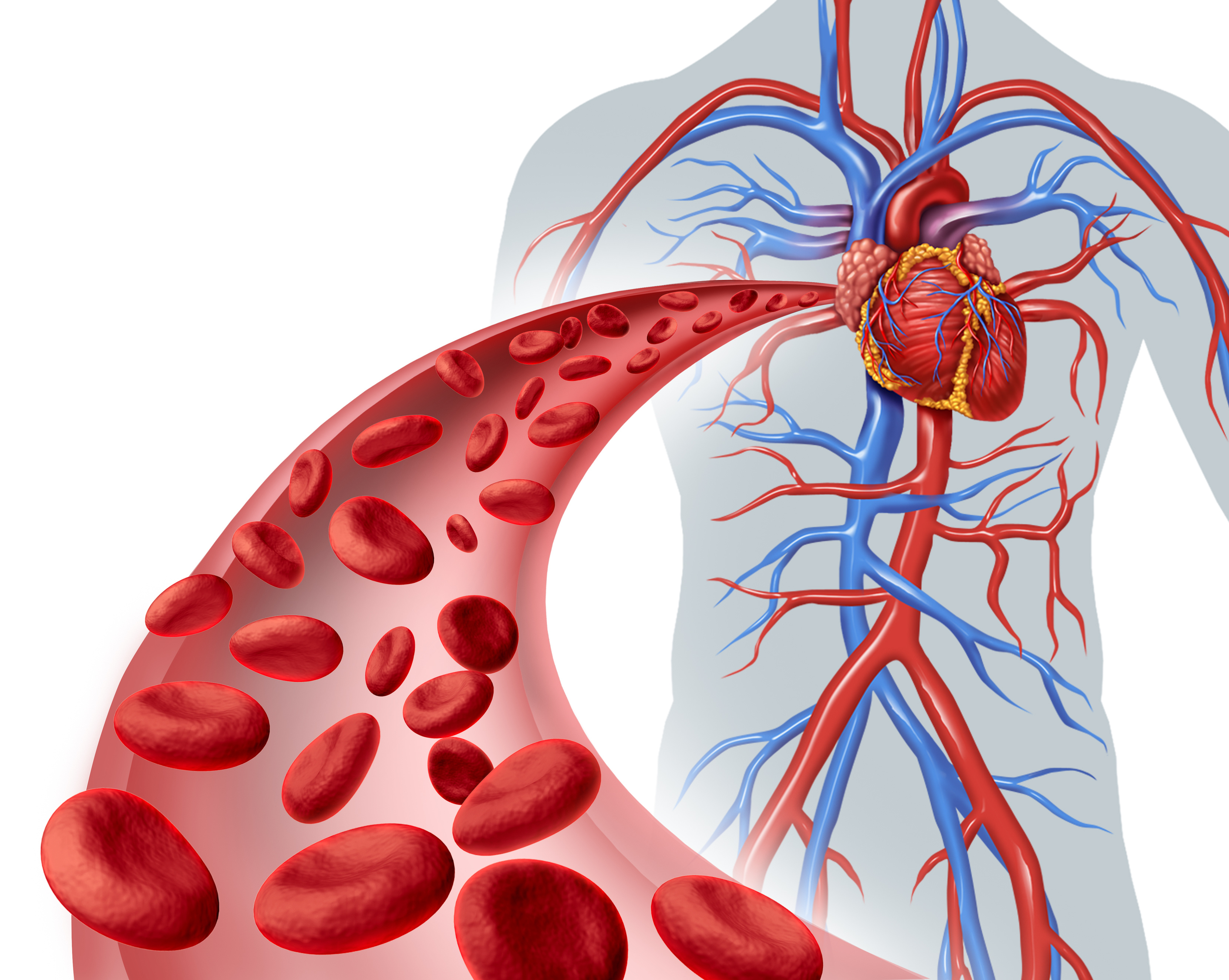 Болезни сосудов человека. Циркуляция крови в организме. Кровеносная система кровь. Сосуды сердца. Артериальное кровообращение.