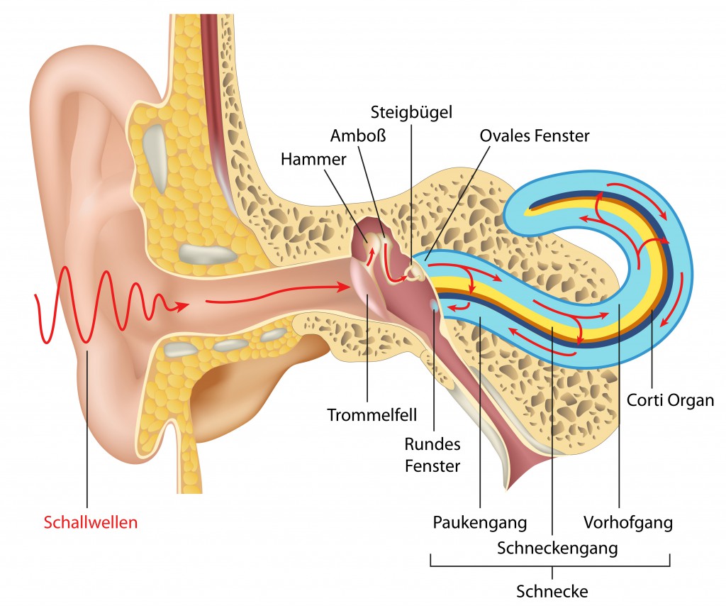Das menschliche Ohr (Anatomie)
