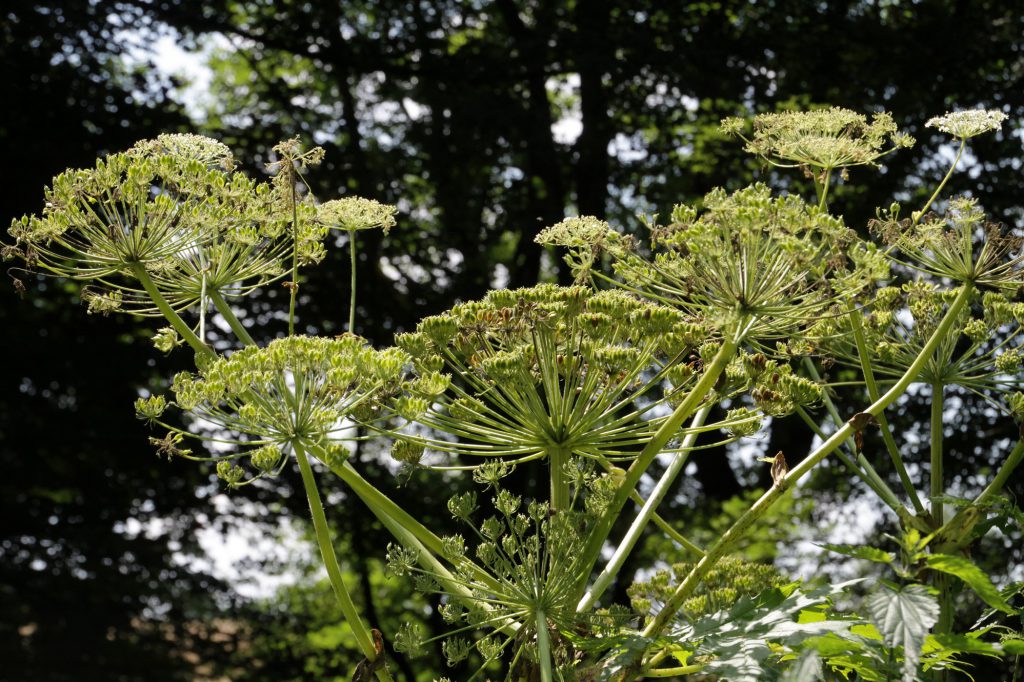 Schon ein kurzer Hautkontakt mit Giftpflanzen wie der Herkulesstaude kann zu starken Entzündungen, Rötungen und Juckreiz führen. (Bild: Martina Berg/fotolia.com) 