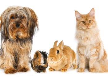 Häufig wird eine Tierhaarallergie z.B. durch Hunde, Katzen, Meerschweinchen oder Kaninchen ausgelöst. (Bild: DoraZett/fotolia.com)