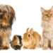 Häufig wird eine Tierhaarallergie z.B. durch Hunde, Katzen, Meerschweinchen oder Kaninchen ausgelöst. (Bild: DoraZett/fotolia.com)