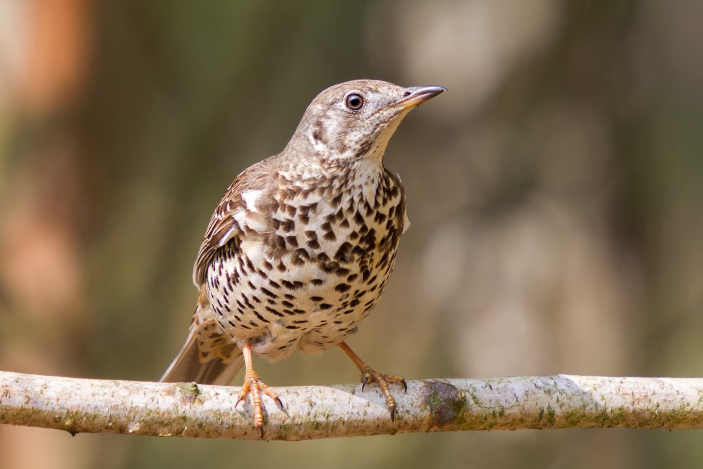 Die Misteldrossel frisst die Früchte der Mistel und verbreitet die Samen. (Bild: Bernd Wolter/fotolia.com) 