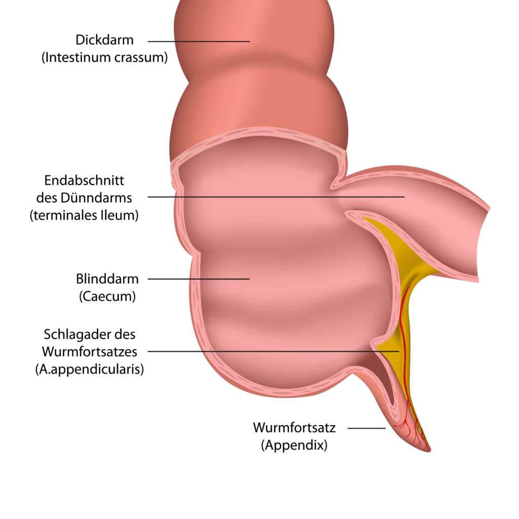 appendix medical vector illustration