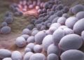 Eine Anreicherung des Darmpilzes Candida albicans