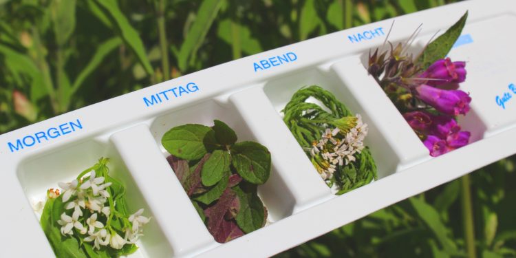 Verschiedene Heilpflanzen liegen in den Kammern einer Tablettenbox.