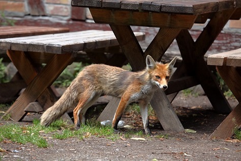 Die Übertragung von Fuchsbandwurmeiern ist zum Beispiel über Erde,  die mit dem Kot infizierter Füchse verunreinigt ist, möglich. (Bild: hecke71/fotolia.com) 