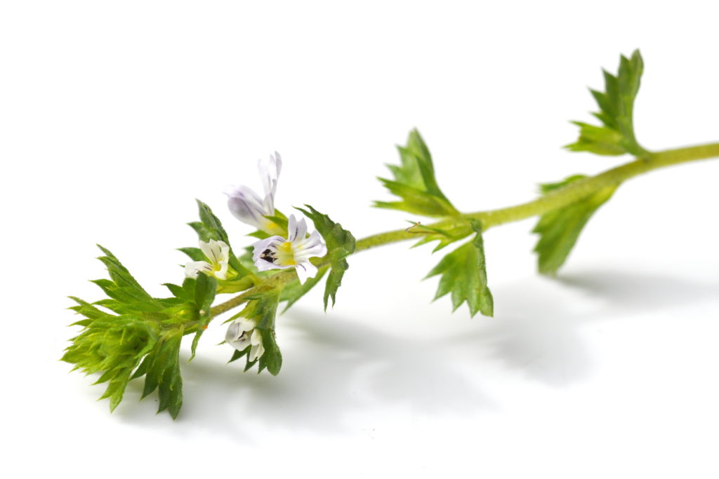 Euphrasia bzw. Augentrost