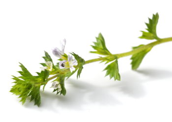 Euphrasia, der so genannte "Augentrost", ist in der traditionellen Pflanzenheilkunde ein bewährtes Mittel für Augenbeschwerden aller Art. (Bild: hhelene/fotolia.com)