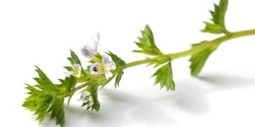 Euphrasia, der so genannte "Augentrost", ist in der traditionellen Pflanzenheilkunde ein bewährtes Mittel für  Augenbeschwerden aller Art. (Bild: hhelene/fotolia.com)