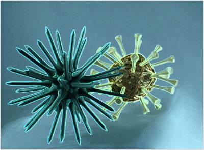 vogelgrippe-virus-niederlanden