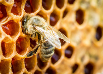 Das Bienenkittharz Propolis stellt aufgrund seiner wertvollen Inhaltsstoffe ein beliebtes Hausmittel gegen Pickel und Akne dar. (Bild: shaiith/fotolia.com)