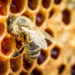 Das Bienenkittharz Propolis stellt aufgrund seiner wertvollen Inhaltsstoffe ein beliebtes Hausmittel gegen Pickel und Akne dar. (Bild: shaiith/fotolia.com)