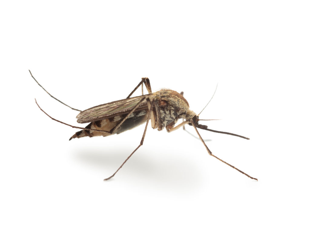 Macro of mosquito side view isolated on white