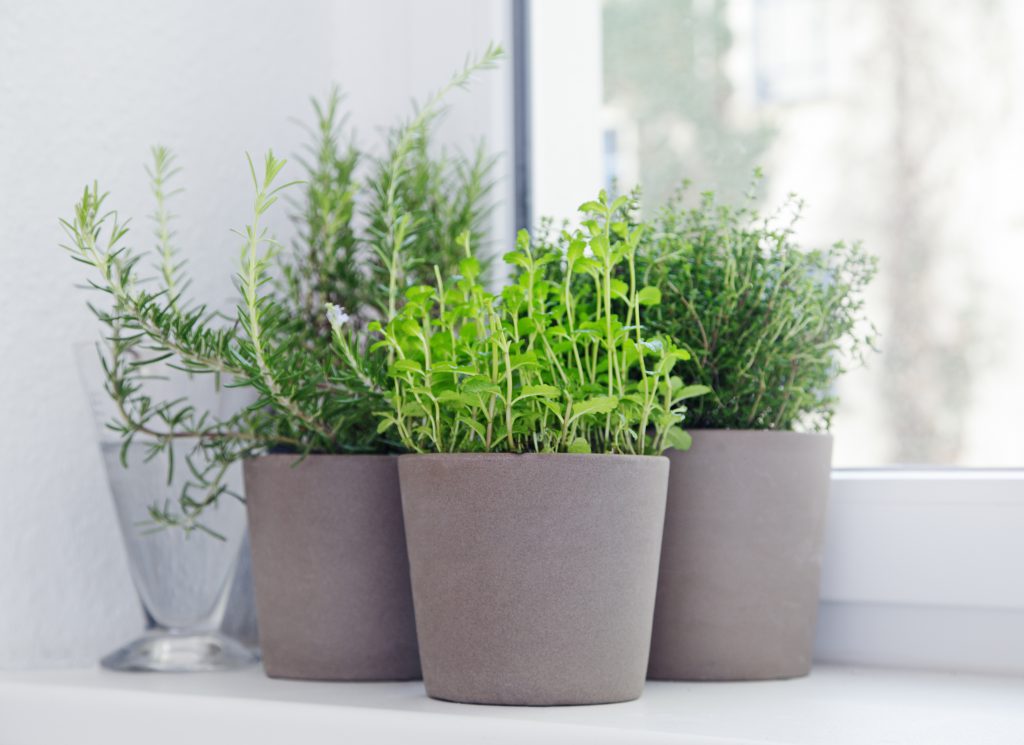 Kräuter auf der Fensterbank sind ein bew. Bild: Friedberg - fotolia